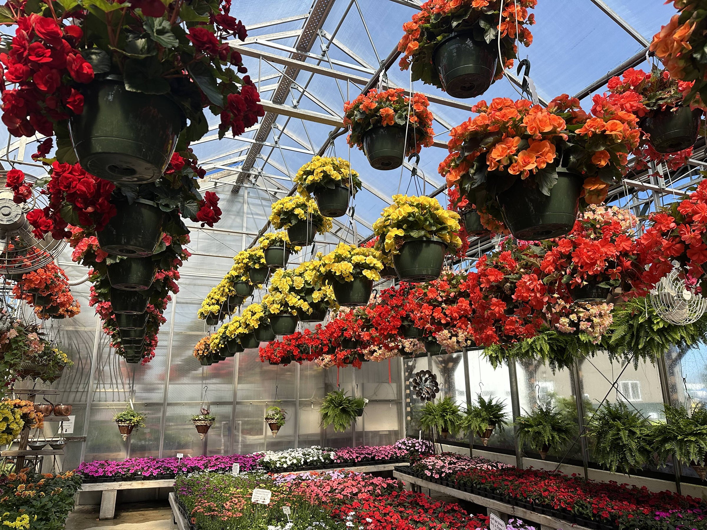 Hanging Baskets | Perfect for WNY Homes | Henry's Gardens